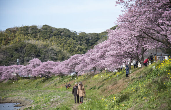 みなみの桜と菜の花祭